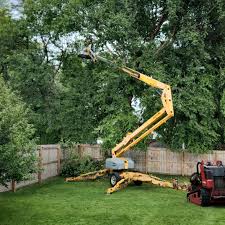 How Our Tree Care Process Works  in  Cooper City, FL