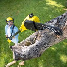 Trusted Cooper City, FL Tree Services Experts