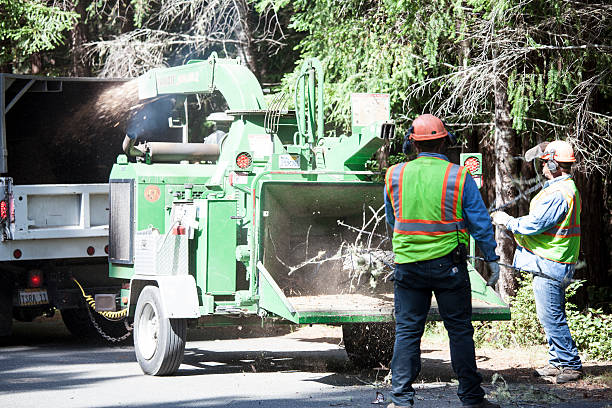 Lawn Renovation and Restoration in Cooper City, FL